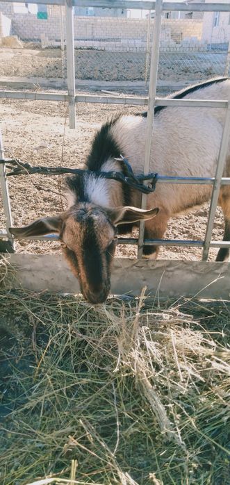 Альпа тукымды теке