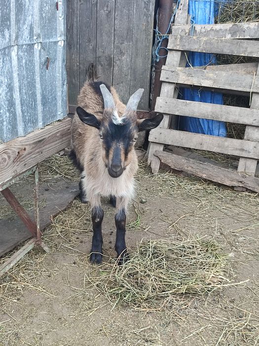 Vând ieduți 3 luni