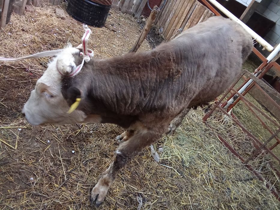 Продам бычок годовалый