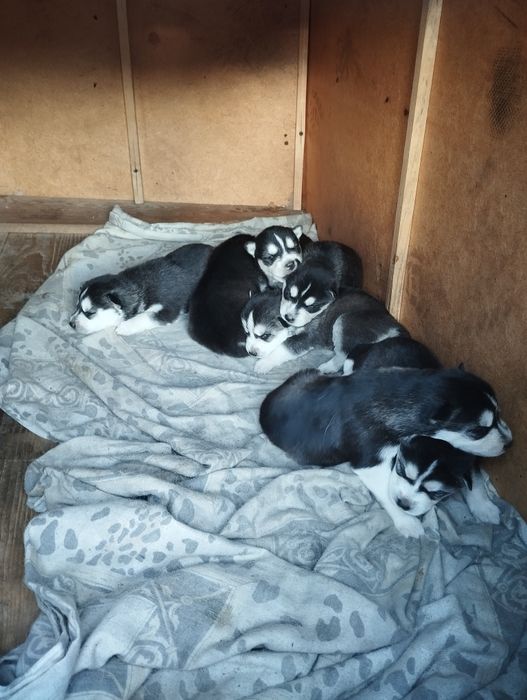 Продам щенков ХАСКИ.