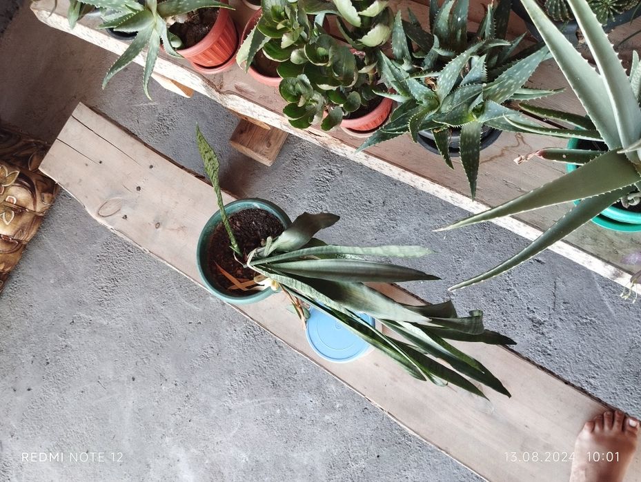 Продам домашние цветы