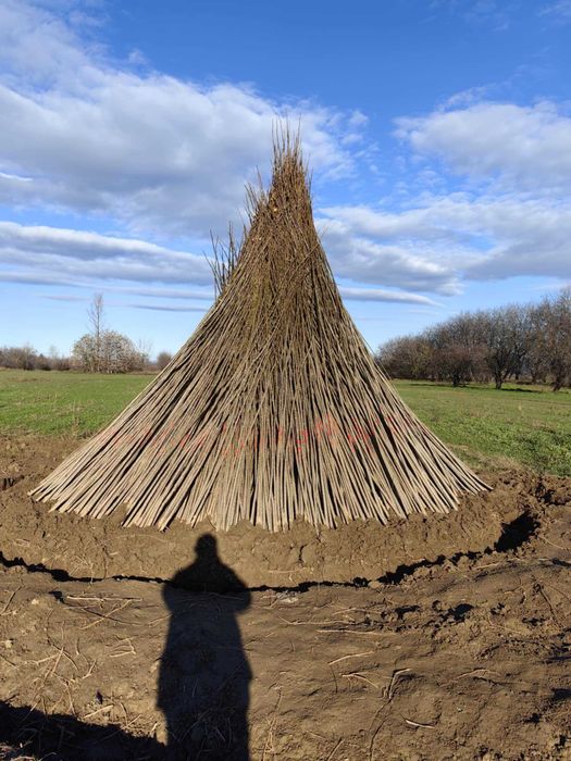 Тополови фиданки