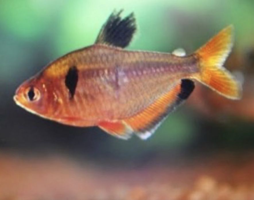 тетра минор аквариумные рыбы