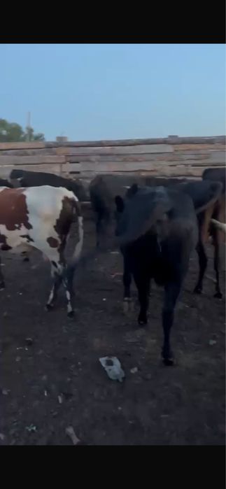 Продам крс любой возраст