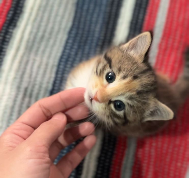 Отдам в добрые руки.