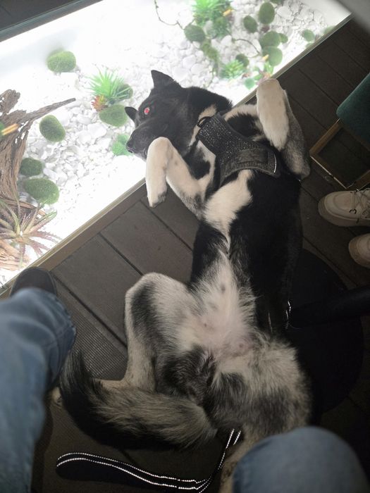 Catelusa unica adoptie