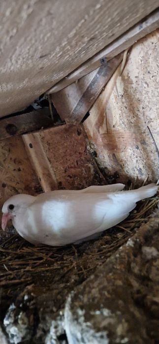 Porumbei voiajori albi