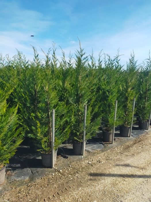 Buxus globular Eunimus globular