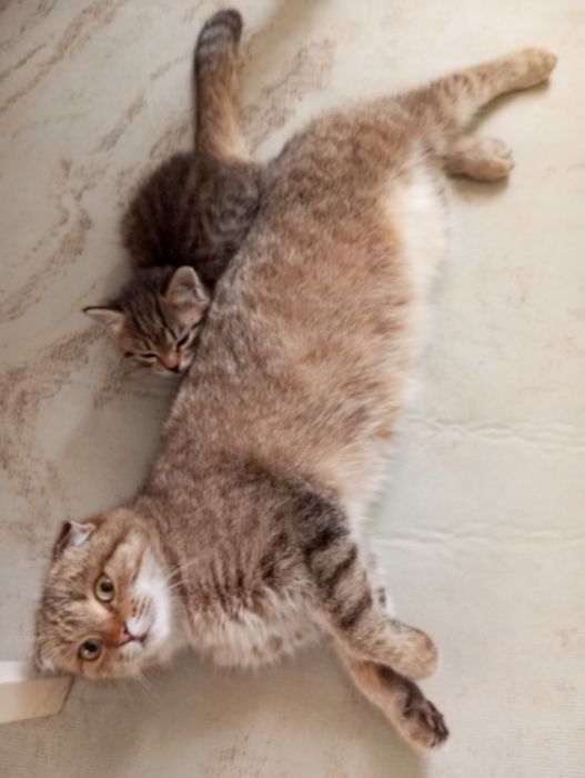 Отдам даром котенка