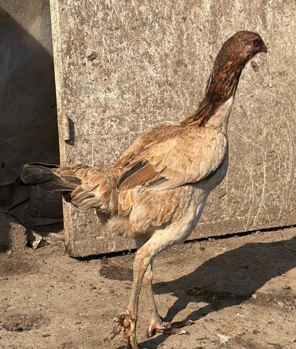 Продам молодых курочек даканих