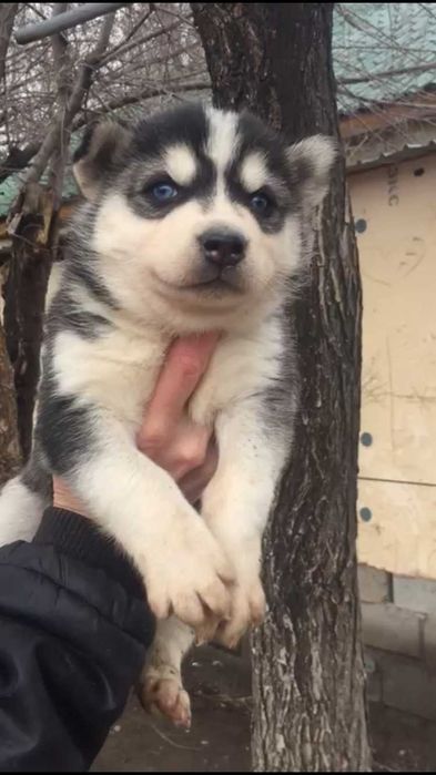 Голубоглазая милашка