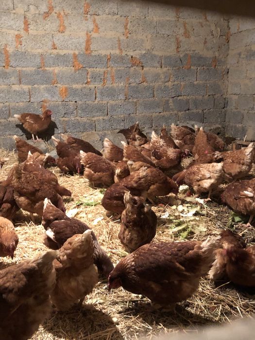 Ломан браун 6 айлык