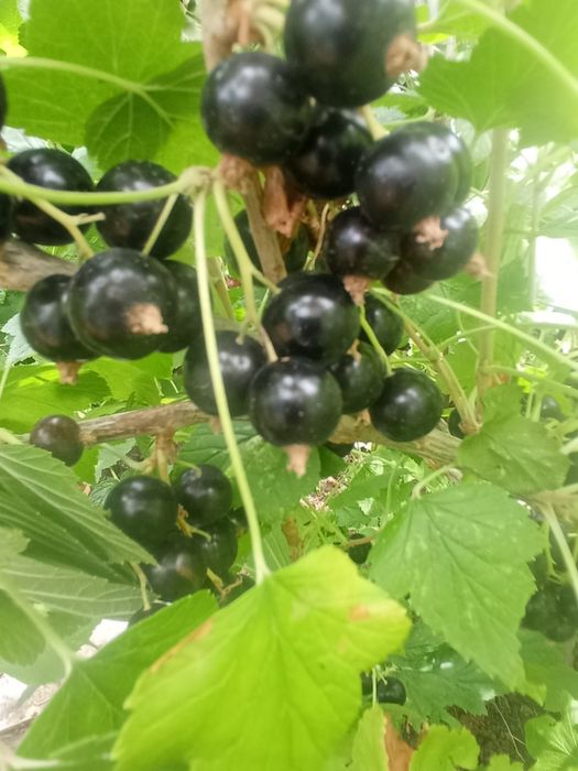 Продам смородину дачную черную