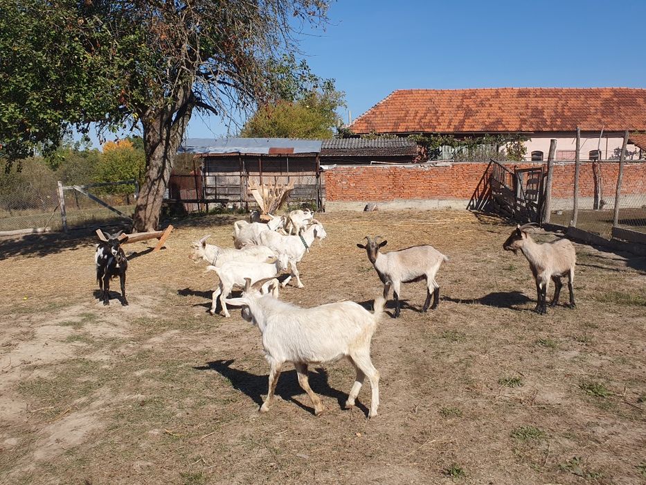 Vand capre si iede