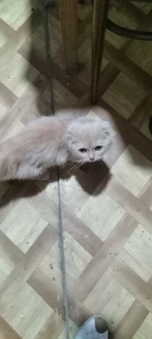 Срочно продам породистых котят вислоушек малышам 4 мес не дорого!