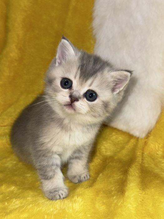 Вязка кот золотой Шиншилла