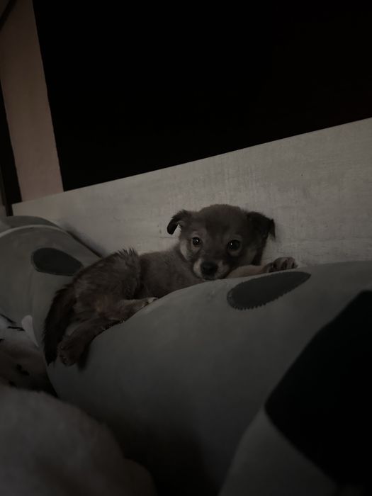 Отдадим щенка в добрые руки