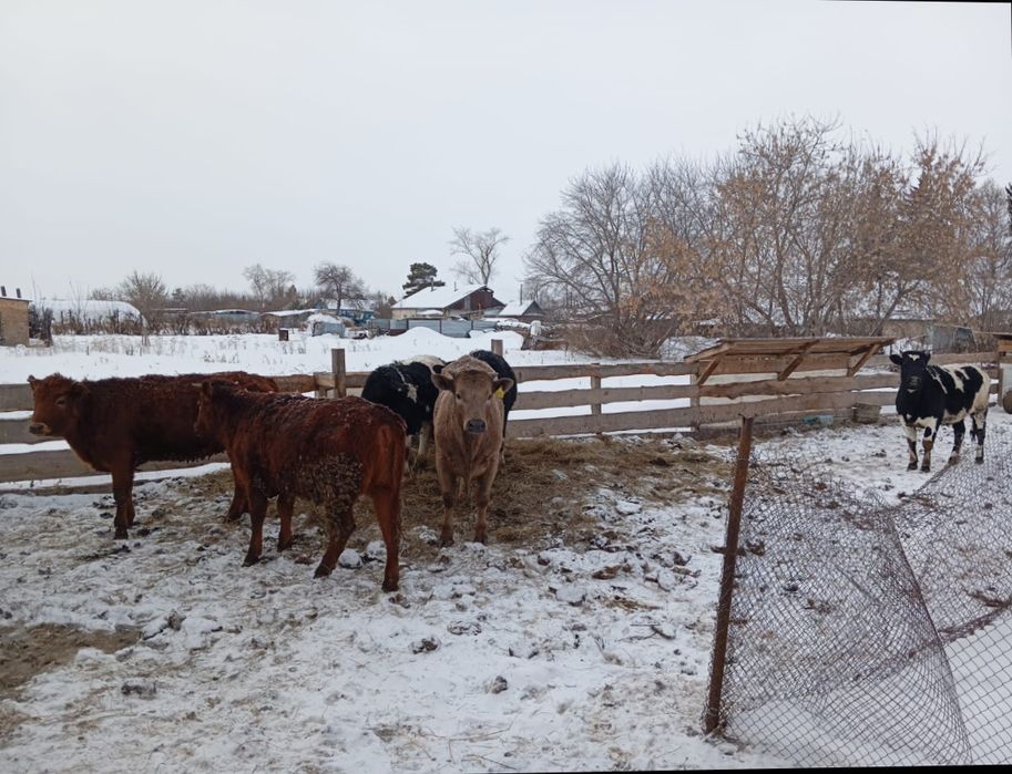 Продам телят 6 штук