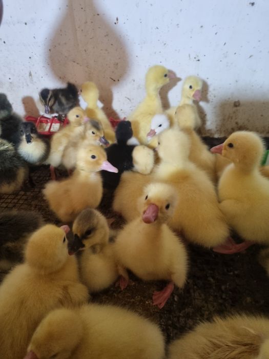 De vânzare boboci de gască &rață