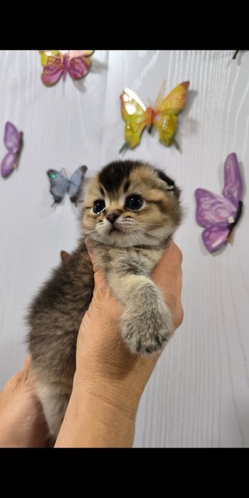 Продаётся котёнок