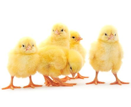 Бройлеры суточные и подрощеные