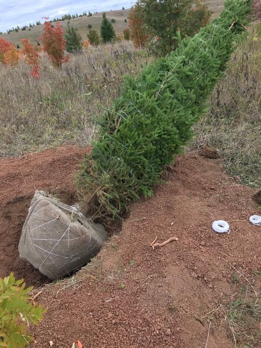 Ель голубая сибирская