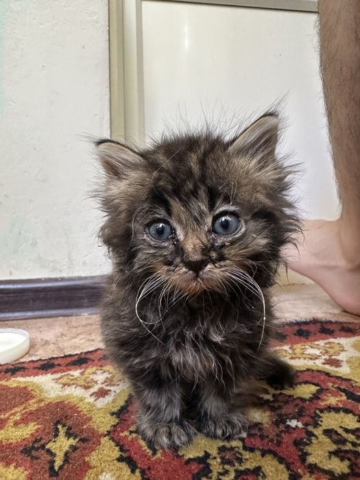 Отдам котенка в добрые руки