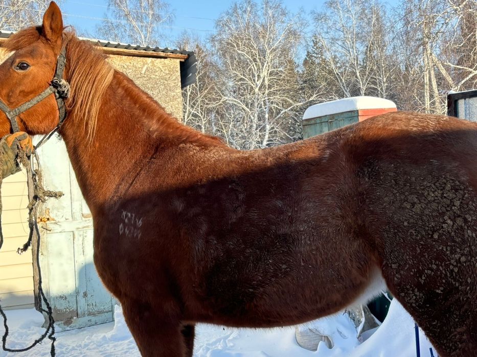 Продам лошадь с откорма