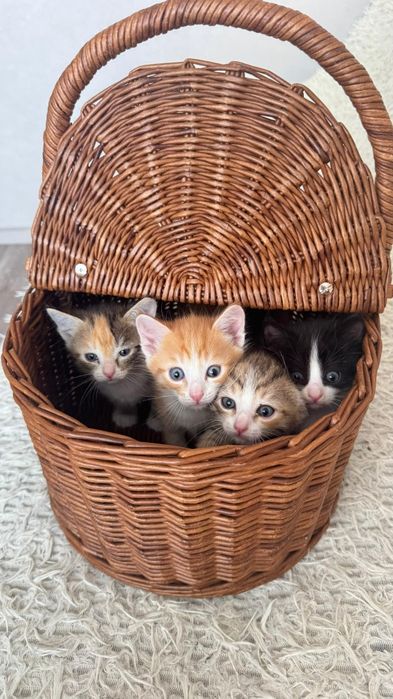 Котята и кошечки