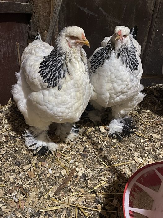 Ouă Brahma HD pentru incubat