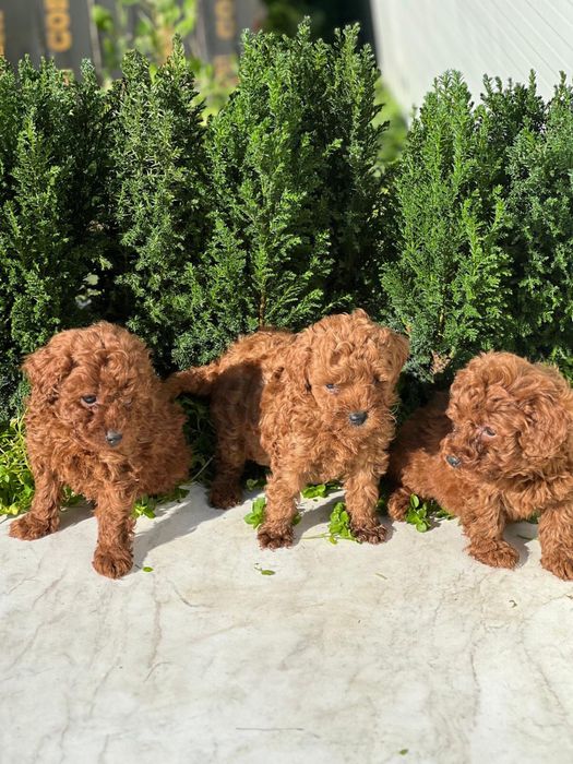 Пудел Той/Poodle Toy