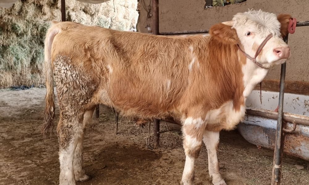 Buqa  semental buqacha