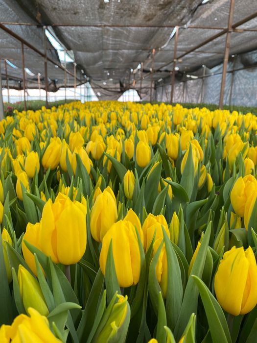 Продаем тюльпаны