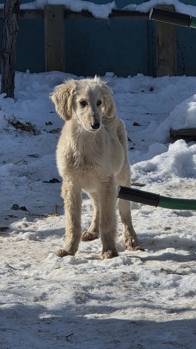 Тазы күшіктер / щенки тазы