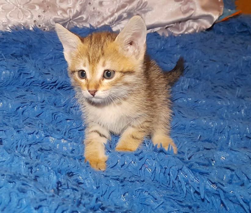 Котенок мальчик в добрые руки