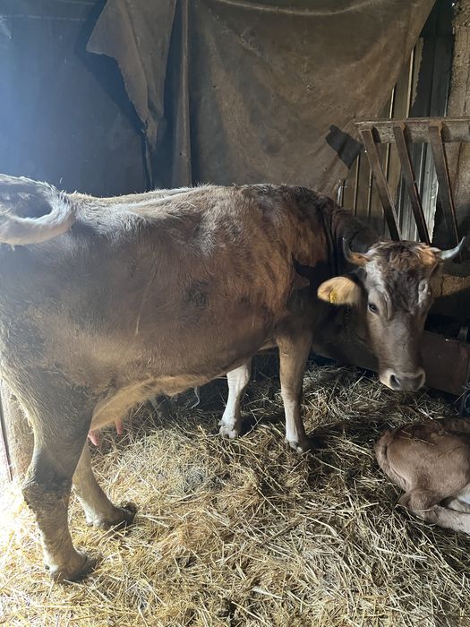 Vand o vaca cu vitel