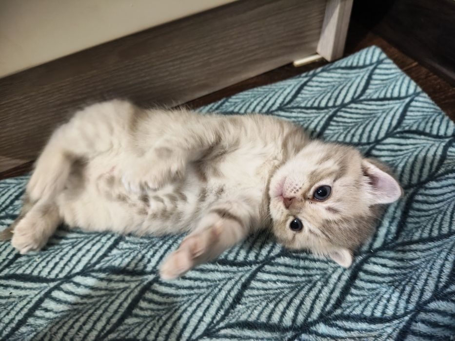 Продаются котята британцы