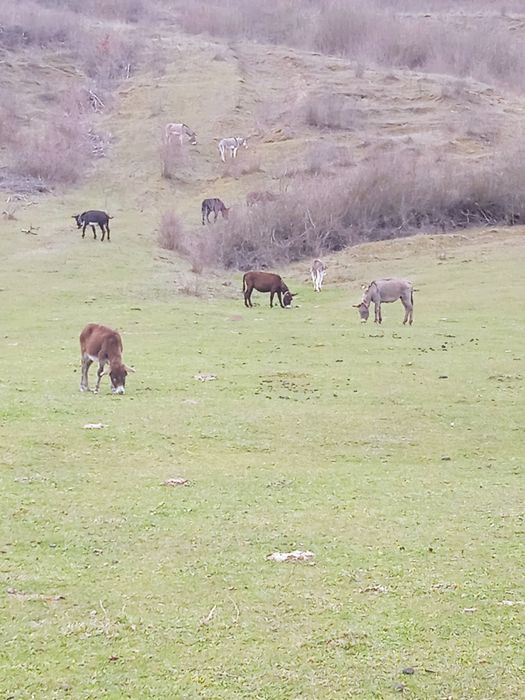 Vând sa schimb măgari și măgărițe gestante