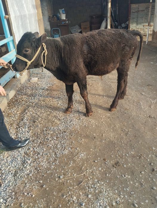 Кара мал ,бука сатылады