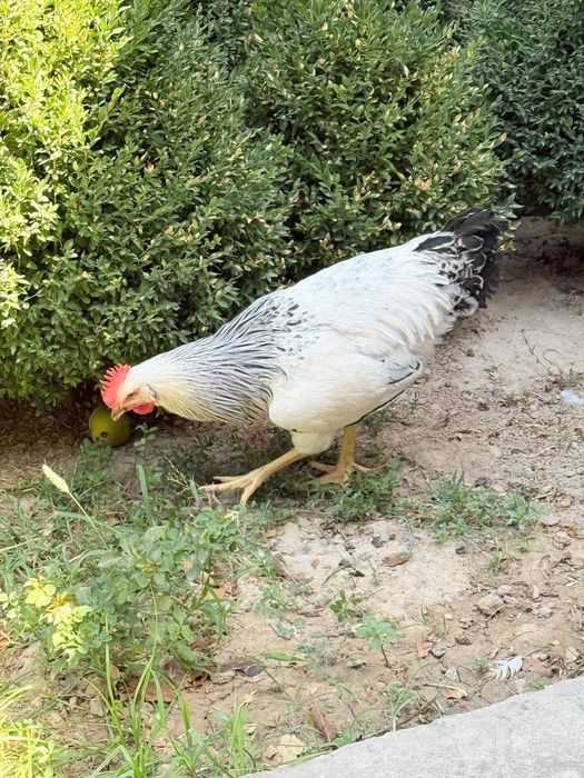 Adler xoroz sotiladi