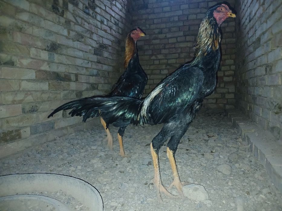 О шамо қораздары сатылады