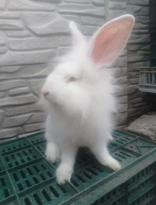Vând sau schimb iepurași