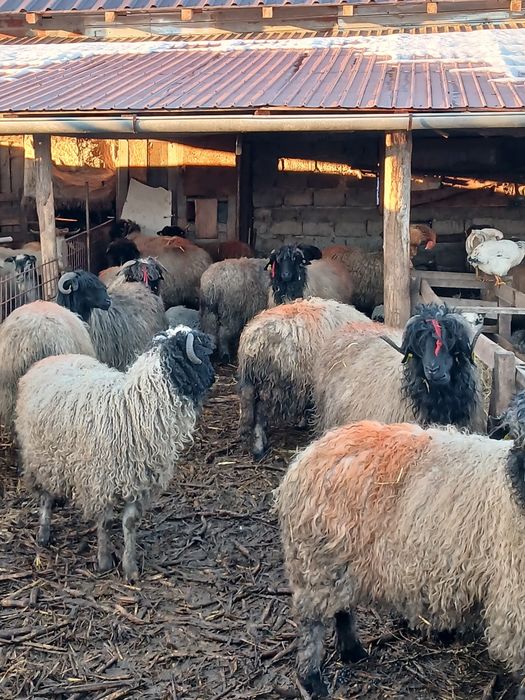 Se vinde Carabase de Brastavatu