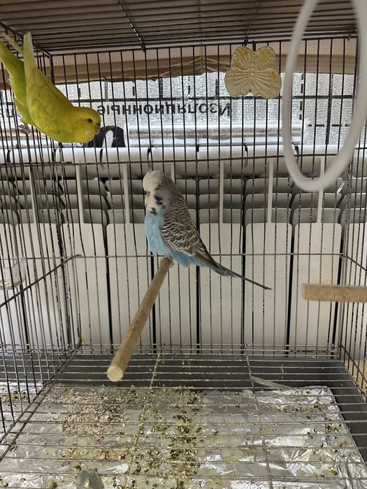 Папугайла Сотилади