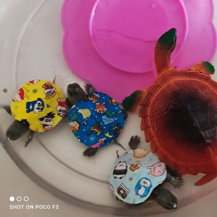 Продам черепашек