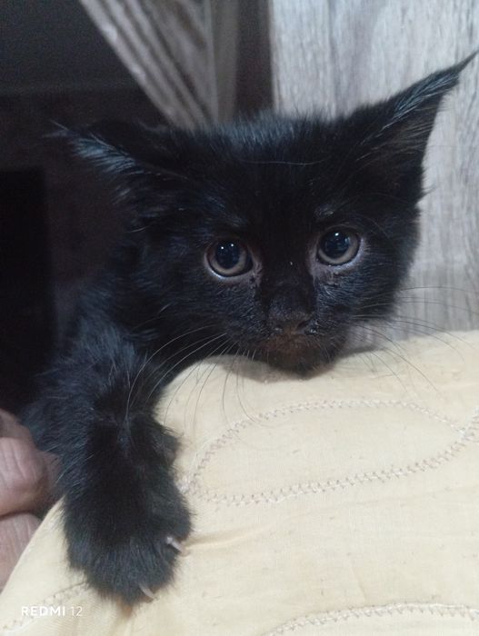 Отдам даром кошки