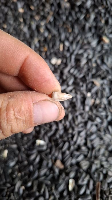 Orz ,grau triticale si floarea-soarelui