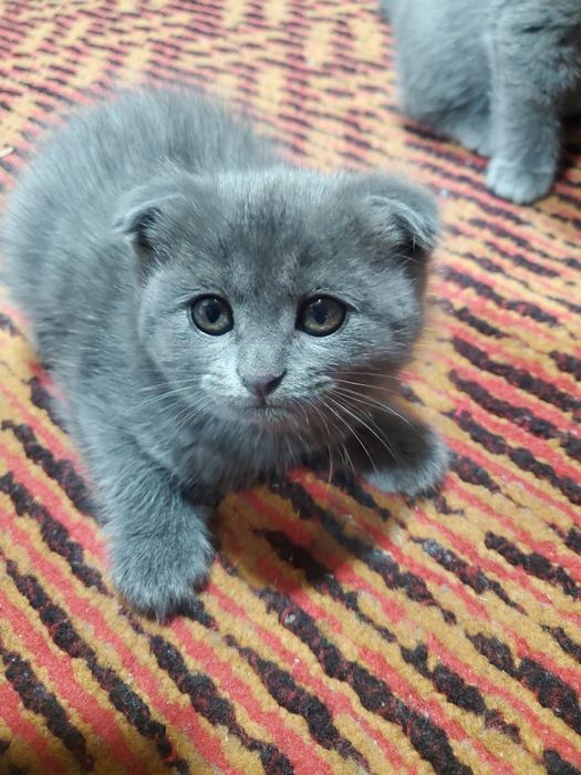 Mushukcha qiz parodasi toza 1 ta dona qoldi va juda uyinqaroq