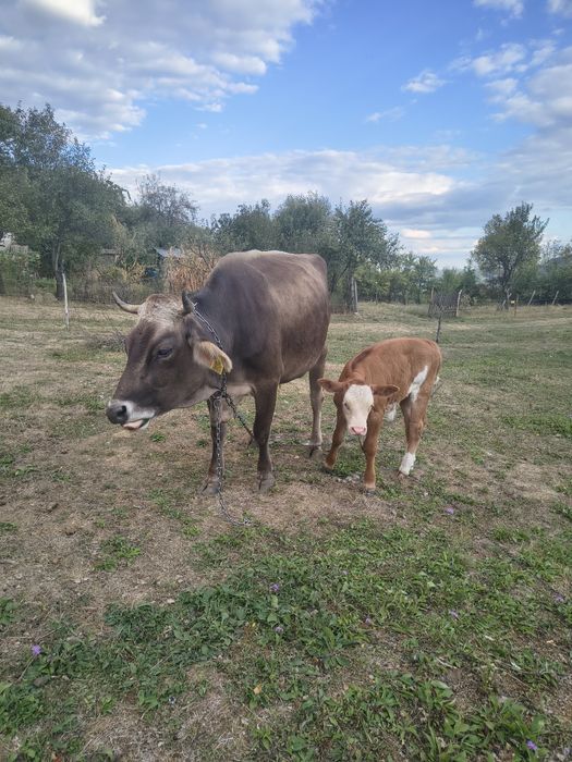 Vând vaca cu vițel