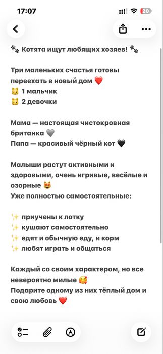 Котята ищут новый дом